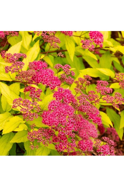 Спірея японська Голдфлейм